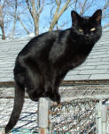 Black cat Lilith