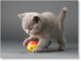 Kitten chasing ball