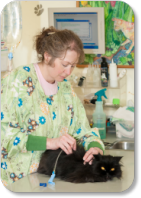 A veterinary nurse / licensed veterinary technician at The Cat Practice gives fluids to a patient.