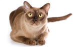 Burmese cats are prone to dental disease, eye problems and liver disease.