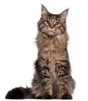 Maine Coons are prone to dental disease, heart disease and hip dysplasia.