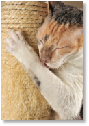 Scratching posts and nail trims are alternatives to declaw.