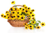 Black-eyed Susans are poisonous to cats. See more toxic plants below.  