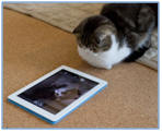 iPad apps for kitty