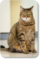 Arthritis is common in cats that are overweight and middle age.  